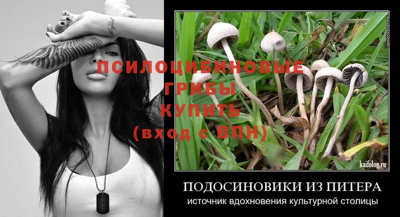 Галлюциногенные грибы Psilocybine cubensis  Карабулак 